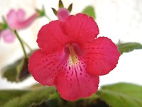 Sinningia 'Ozark Red Lightning' Sinningia 'Ozark Red Lightning'